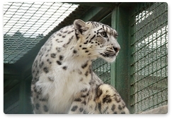 В подмосковном зоопитомнике родились котята снежного барса