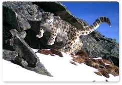 Snow leopard photos captured in Eastern Sayan Mountains
