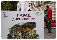 Wild Cats Parade exhibition on Red Square