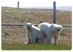 Polar bears on Vaigach Island come hear human dwellings