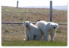 Polar bears spotted on Vaigach Island