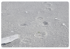 Polar bear tracks on Lyamchin Peninsula