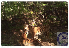 Новые снимки амурских тигров в заповеднике «Бастак»