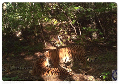 The tiger family in the Bastak Nature Reserve
