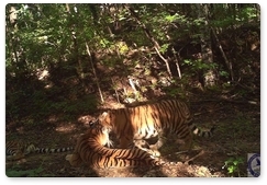 Photos of tiger cubs from the Amur Region