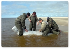 Новый шаг в изучении белух Карского моря