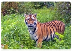 Female tiger Filippa undergoes a health check-up