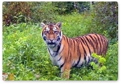 Rescued female tiger’s rehabilitation going well