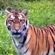 Filippa in her enclosure at the PRNCO  “Tiger Center”
