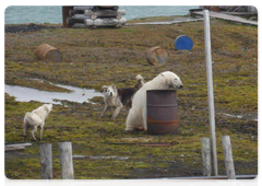 A polar bear on Troynoy Island, where the Izvestiy TSIK weather station is located