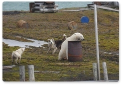 Polar bears besiege Izvestiy TSIK Islands weather station