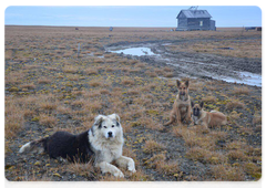 The puppies brought from Dikson Island with Izya, a long-time resident of the weather station