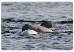 A beluga whale calf