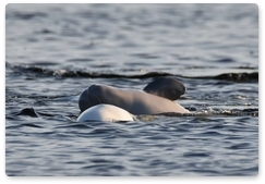 Beluga whales released in Uspeniya Bay adapt to life in the wild