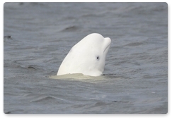 Beluga whale settles near Russky Island