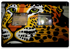 A carriage of the Rossiya train with an image of the Far Eastern leopard