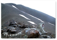 Cameras in Altai record yawning snow leopard