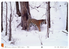 Tigress near a marking tree. Photo from a camera trap in the Durmin game farm, Khabarovsk Territory