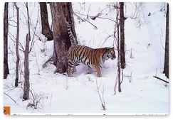 Принято решение об отлове тигра, гуляющего возле населённых пунктов в Хабаровском крае