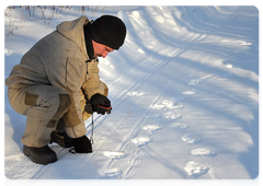Measuring tiger paw prints on the trail. Photo by Alexander Batalov, Khabarovsk Territory