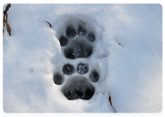 Paw prints of a female tiger – hind paw (foreground) and front paw (background). Photo by A. Batalov, Khabarovsk Territory
