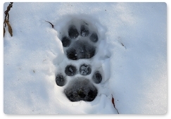 Secrets of Amur tiger tracks
