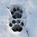 Paw prints of a female tiger – hind paw (foreground) and front paw (background). Photo by A. Batalov, Khabarovsk Territory