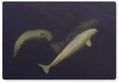 Beluga whales released into Sea of Japan swim along Primorye Territory coast