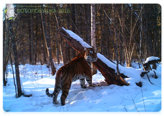 Patrolling the borders. Photo taken by a camera trap in the Bastak Nature Reserve, a participant in the Camera Trap 2016 contest