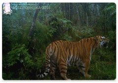 Zavetny. Photo taken by a camera trap in the Bastak Nature Reserve, a participant in the Camera Trap 2016 contest