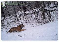 Feline grace. Photo taken by a camera trap in the Bastak Nature Reserve, a participant in the Camera Trap 2016 contest