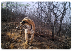 A young tigress. Photo taken by a camera trap in the Sikhote-Alin Biosphere Reserve, a participant in the Camera Trap 2016 contest
