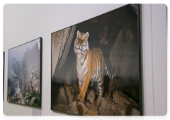 A photo exhibition as part of Russia’s Primeval Nature festival