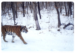 Amur tigers in the Zhuravliny Nature Sanctuary. Trail camera photos, January 2017