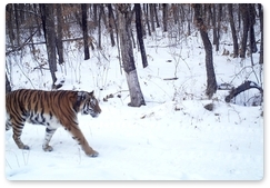 New Amur tiger photographs taken in the Zhuravliny Nature Sanctuary