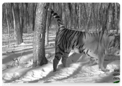 An Amur tiger in the Zhuravliny Nature Sanctuary. Trail camera photos, January 2017
