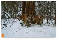 Tiger cubs from Bastak Nature Reserve named Prince and Vostok
