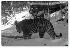 New Amur tiger spotted in Bastak