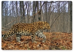 Far Eastern leopard named in honour of a famous ship