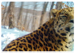 Far Eastern leopard Manchur