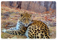 Дальневосточный леопард Маньчжур