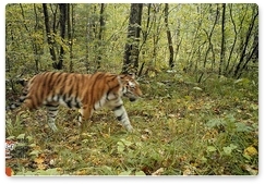 В ЕАО значительно увеличилась популяция амурского тигра