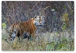 Artyom the tiger found in Primorye Territory