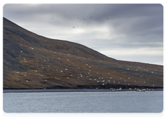 Congregations (behaviorally structured communities) of polar bears near a large food source are neither unique nor common. They have been seen before. Small congregations can be seen even on the ice. However, such a high concentration of polar bears in a relatively small area requires special environmental conditions