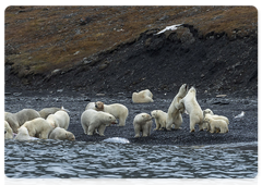 The highest concentration of bears is on the carcass and close to it. When they share a sea mammal’s carcass (a whale or a seal), polar bears feed near each other, some of them in close physical contact. This is a great illustration of the fact that polar bears are very socially advanced. No other species in the Ursidae bear family is able to behave like that. A small fight between two family groups next to the feeding bears scales down to demonstrations that do not hurt animals and result in the approach line, as can be seen in the next image