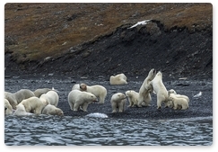 Social interactions of polar bears: Causes and consequences