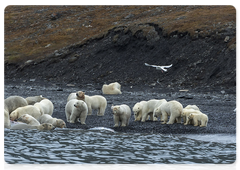Regulating the approach order when feeding from the same carcass is ritual for polar bears, in that sense that short fights may arise as bears position themselves for certain place near the body or a certain piece of the carcass, but do not forbid others to approach to the food source