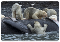 Polar bears begin to open a whale’s or seal’s carcass at the most easily accessed spots, where there is damage or natural holes. However, when there is not enough space for everyone, bears have to try it from different sides