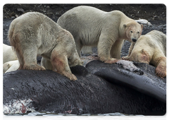 The bowhead whale’s carcass is a true gift for polar bears during the melting ice season on Wrangel Island. Such a large amount of food will help the bears wait for the return of the ice, and hence, the beginning of the hunting season, without losses, and will even improve their physical shape before the polar winter