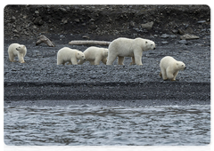 A family group with four cubs. It can be seen that one cub (the one right behind its mother) is larger than the others. During the observations it was evident that he usually kept himself more alert and reacted to the mother’s actions with more caution